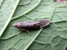 Attēlu rezultāti vaicājumam “Aphomia sociella female”