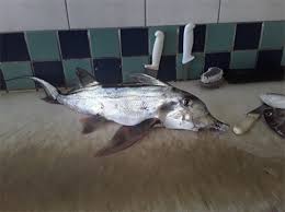 Image result for Callorhinchus capensis