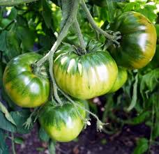 Afbeeldingsresultaat voor caspian pink tomato