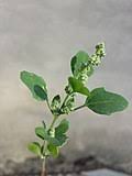 Attēlu rezultāti vaicājumam “Chenopodium polyspermum var. acutifolium”