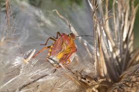 Attēlu rezultāti vaicājumam “Carpocoris purpureipennis”