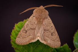 Attēlu rezultāti vaicājumam “Orthosia cerasi”