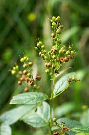 Attēlu rezultāti vaicājumam “Lysimachia vulgaris fruit”