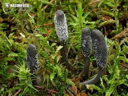 Attēlu rezultāti vaicājumam “Cordyceps ophioglossoides”