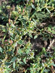 Attēlu rezultāti vaicājumam “Polygonum arenastrum flower”
