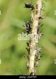 Attēlu rezultāti vaicājumam “Uroleucon hypochoeridis”