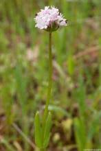 Attēlu rezultāti vaicājumam “Valerianaceae”