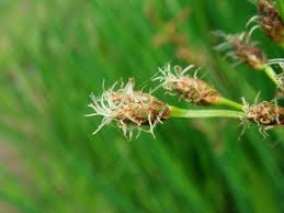 Attēlu rezultāti vaicājumam “Schoenoplectus lacustris subsp. glaucus flower”