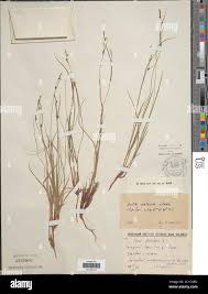 Attēlu rezultāti vaicājumam “Carex globularis flower”