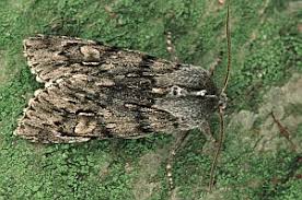 Attēlu rezultāti vaicājumam “Brachionycha nubeculosa”