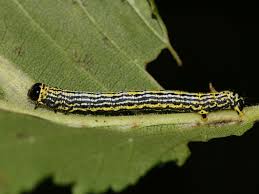 Attēlu rezultāti vaicājumam “Abraxas sylvata imago”