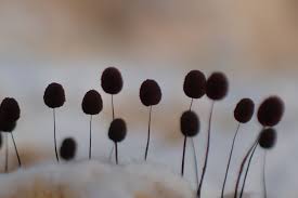 Attēlu rezultāti vaicājumam “Comatricha nigra”