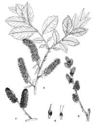 Attēlu rezultāti vaicājumam “Salix caprea fruit”