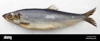 Image result for Clupea pallasii