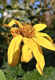 Attēlu rezultāti vaicājumam “Helianthus tuberosus flower”