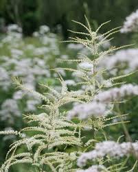 Attēlu rezultāti vaicājumam “Thalictrum lucidum flower”