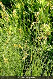 Attēlu rezultāti vaicājumam “Enteridium corticatum sessile”