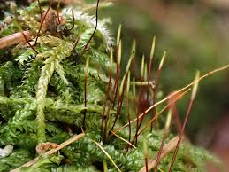 Attēlu rezultāti vaicājumam “Herzogiella seligeri”