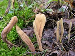 Attēlu rezultāti vaicājumam “Clavariadelphus ligula”