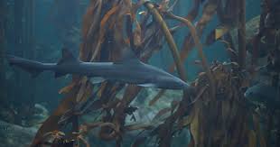 Image result for Triakis megalopterus