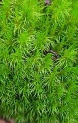 Attēlu rezultāti vaicājumam “Dicranum majus”