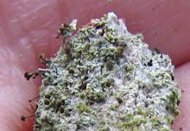 Attēlu rezultāti vaicājumam “Microcalicium disseminatum”