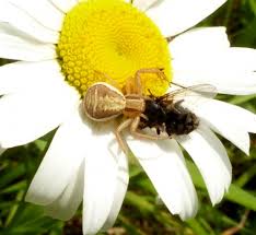 Attēlu rezultāti vaicājumam “Xysticus ulmi”