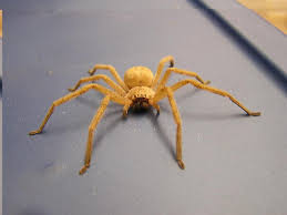 Attēlu rezultāti vaicājumam “Sparassidae”