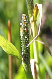 Attēlu rezultāti vaicājumam “Alopecurus aequalis flower”