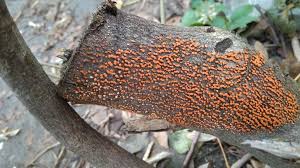 Attēlu rezultāti vaicājumam “Nectria cinnabarina”