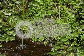 Attēlu rezultāti vaicājumam “Reboulia hemisphaerica”