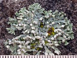 Attēlu rezultāti vaicājumam “Physconia enteroxantha”