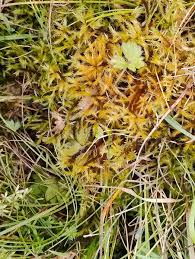 Attēlu rezultāti vaicājumam “Tomentypnum nitens”