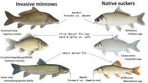 Image result for Carpiodes cyprinus