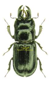 Attēlu rezultāti vaicājumam “Ceruchus chrysomelinus”