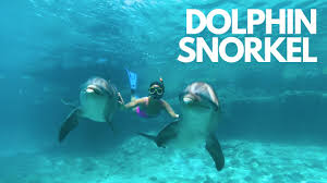Image result for Belfairs Dolphins Snorkelling Club