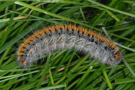 Attēlu rezultāti vaicājumam “Lasiocampa trifolii male”