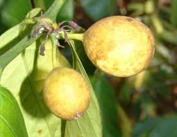 Attēlu rezultāti vaicājumam “Athelia pyriformis”