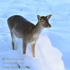 Attēlu rezultāti vaicājumam “Dama dama”