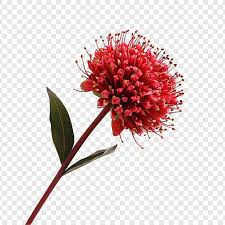 Attēlu rezultāti vaicājumam “Chenopodium rubrum flower”
