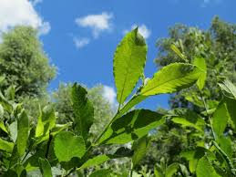 Attēlu rezultāti vaicājumam “Salix cinerea”