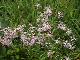 Image result for Dianthus superbus