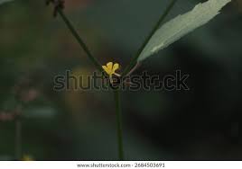 Attēlu rezultāti vaicājumam “Agrimonia pilosa bud”