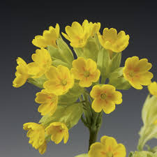 Attēlu rezultāti vaicājumam “Primula veris”