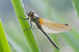 Attēlu rezultāti vaicājumam “Libellula quadrimaculata”