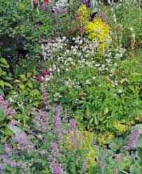 Image result for Astrantia majon `Abbey Road`