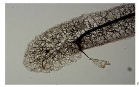 Attēlu rezultāti vaicājumam “Stemonitis flavogenita”