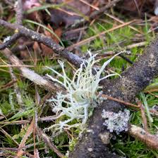 Attēlu rezultāti vaicājumam “Ramalina calicaris”