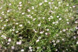 Attēlu rezultāti vaicājumam “Gypsophila muralis”