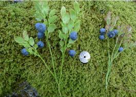 Attēlu rezultāti vaicājumam “Vaccinium myrtillus”